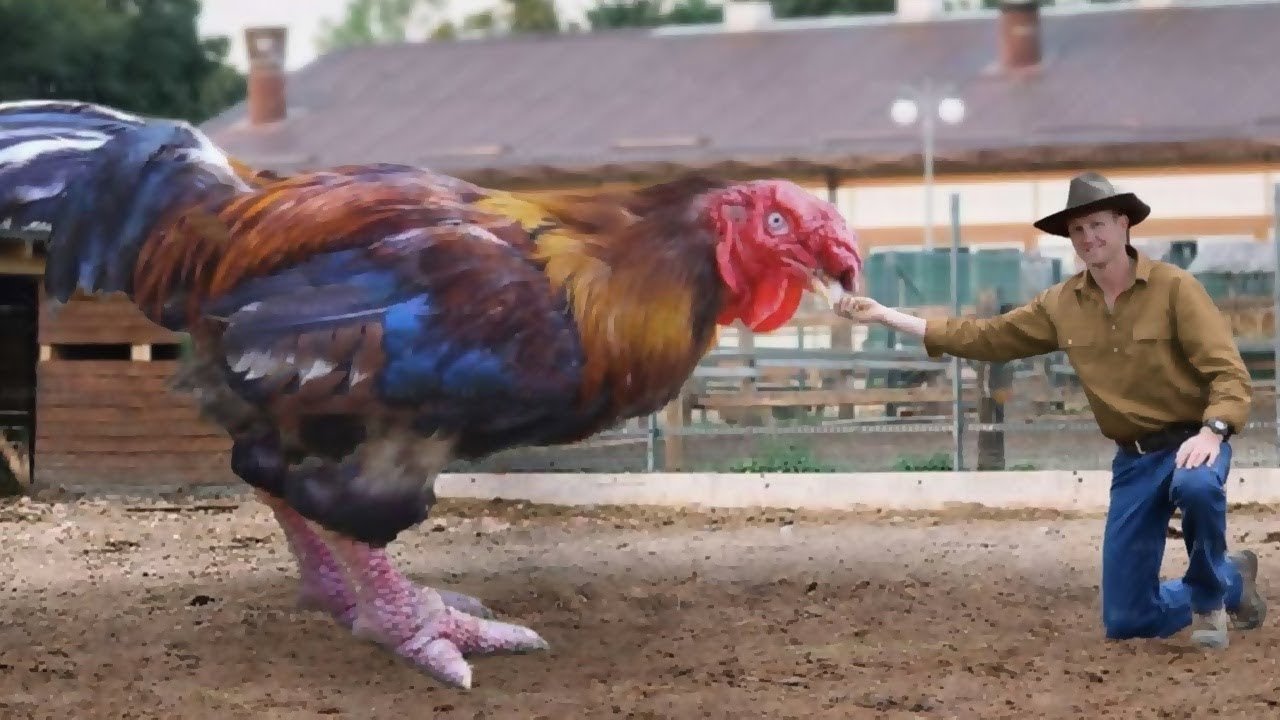 khi nào thì cho gà chọi đá khi nào thì cho gà chọi đá