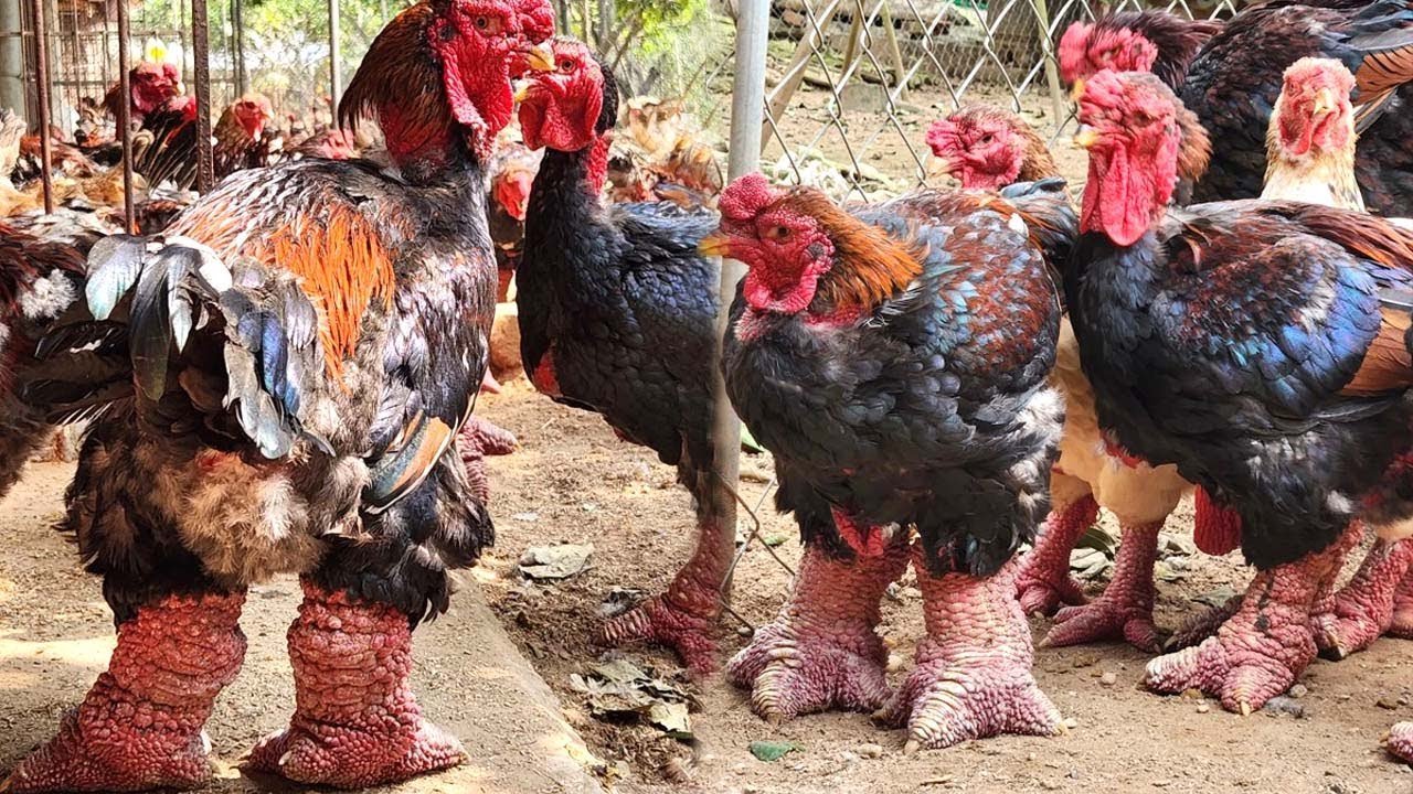 xem đá gà trực tiếp thomo 999 hôm nay,Giới Thiệu Độ C Xem Đá Gà Trực Tiếp Thomo 999 Hôm Nay