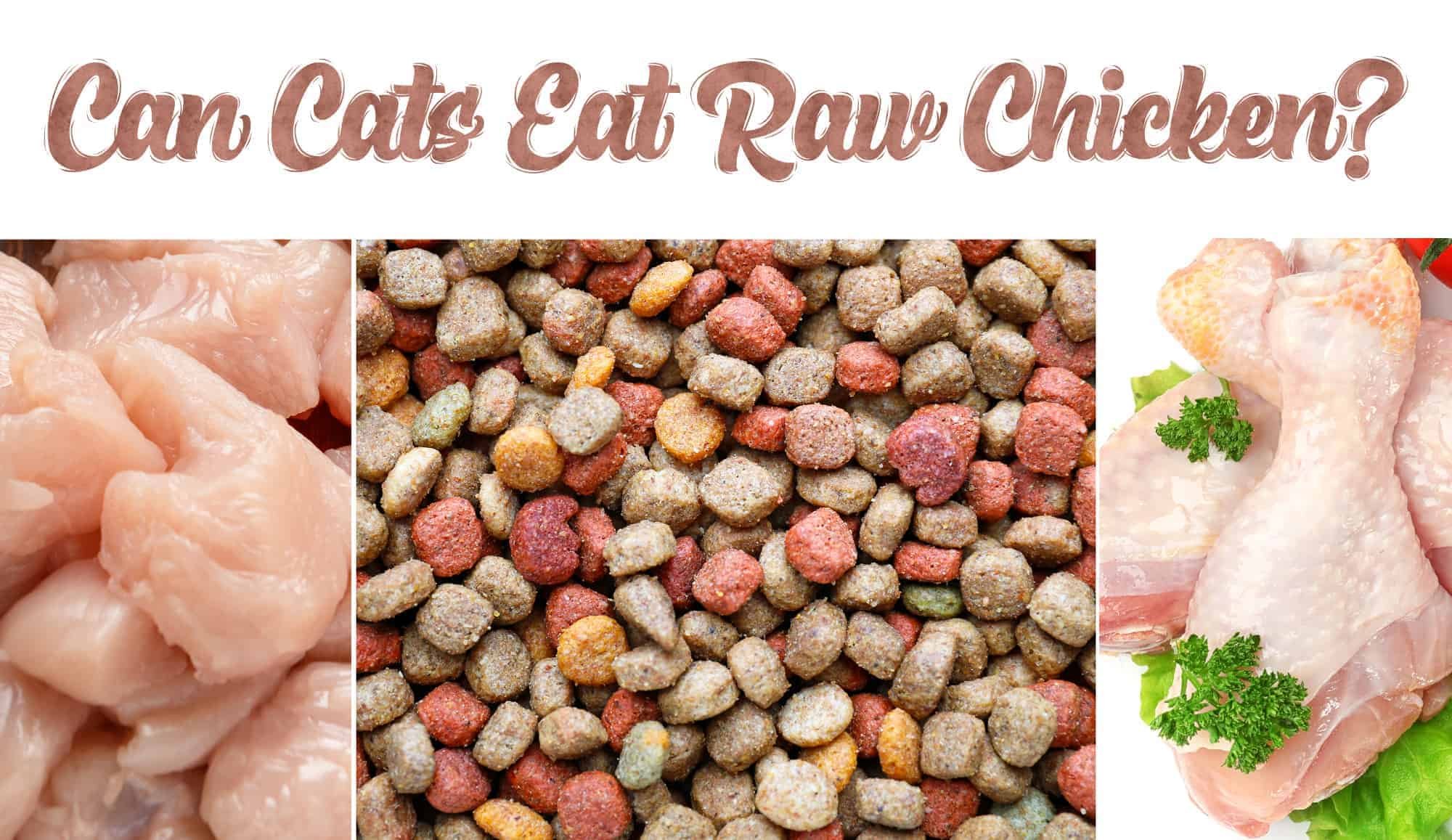 cách huấn luyện gà chọi đá hay,1. Chọn Gà Chọi Đảm Bảo Chất Lượng cách huấn luyện gà chọi đá hay,1. Chọn Gà Chọi Đảm Bảo Chất Lượng