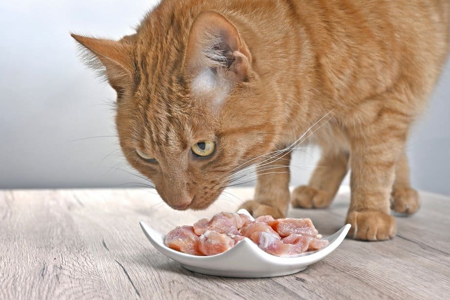 cách nuôi gà đá bo lớn cách nuôi gà đá bo lớn