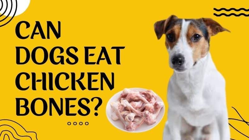 chọn và nuôi gà tre đá cựa sắt chọn và nuôi gà tre đá cựa sắt