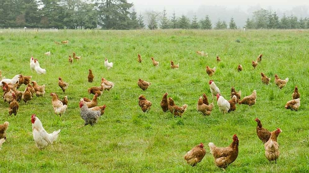 Cập nhật nhanh đá gà thomo hôm nay với kết quả sống động