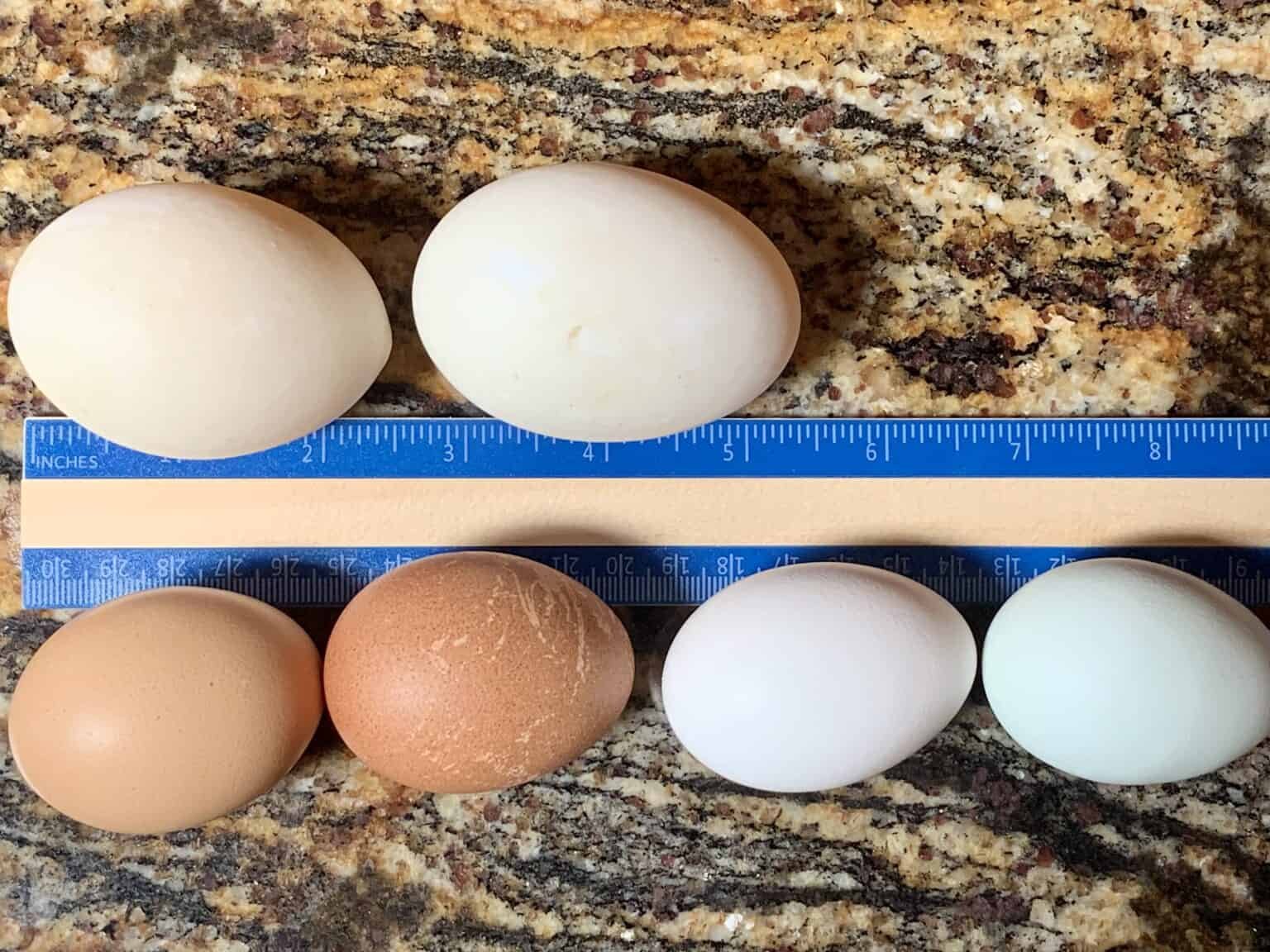 Thế giới hấp dẫn của trò chơi đá gà trên mạng