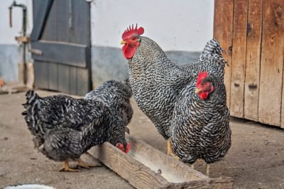 Kinh nghiệm chơi đá gà trực tuyến an toàn và hiệu quả